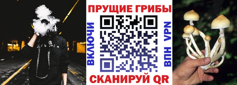 где продают   Высоковск  Галлюциногенные грибы прущие грибы 